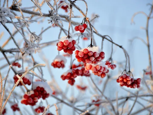 Schneebeckte Beeren